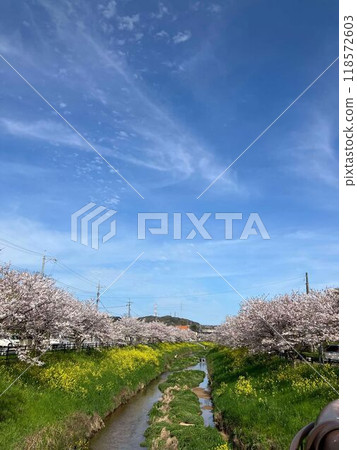 兩旁種滿櫻花樹的小溪 兩旁種滿櫻花樹的小溪 118572603