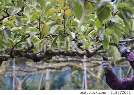 梨樹 梨樹 118572631