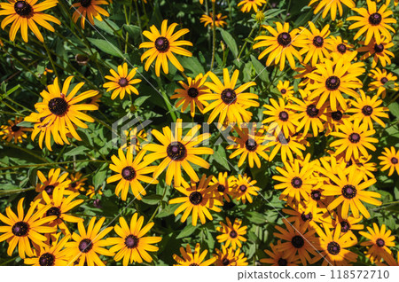 Bright yellow blooming rudbeckia close-up 118572710