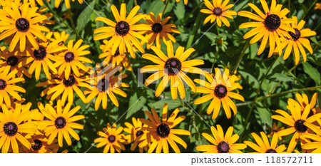 Beautiful and bright yellow rudbeckia in the park 118572711