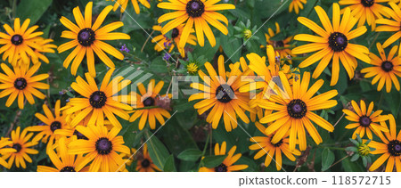 Bright yellow rudbeckia in close-up. 118572715