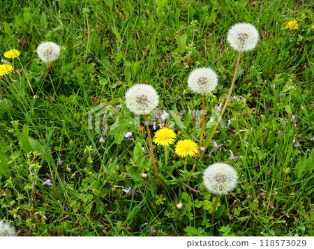 White dandelion fluff found on the bank of the Arakawa River in Kawaguchi City 118573029