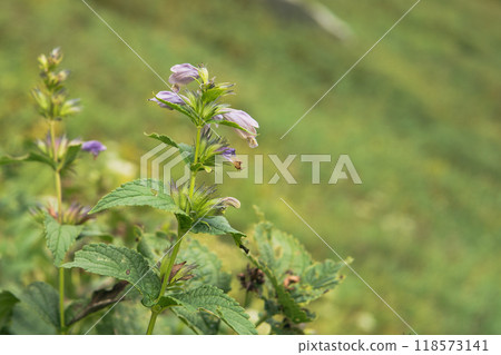 Alpine plant / Lycoris gracilis [Senjojiki Cirque] Nagano Prefecture, September 118573141