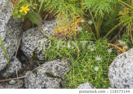 高山植物/岩石縫隙中的白色三葉草[千疊敷捲曲]長野縣，9月 118573144