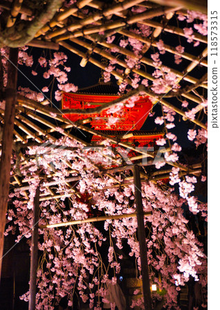 Special night viewing of Kiyomizu-dera Temple during cherry blossom season in 2023 118573315