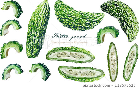 苦瓜手繪插畫素材 118573525