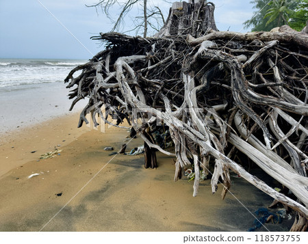 A tree stump is currently laying on the beach close to the ocean A tree stump is currently laying on the beach close to the ocean 118573755
