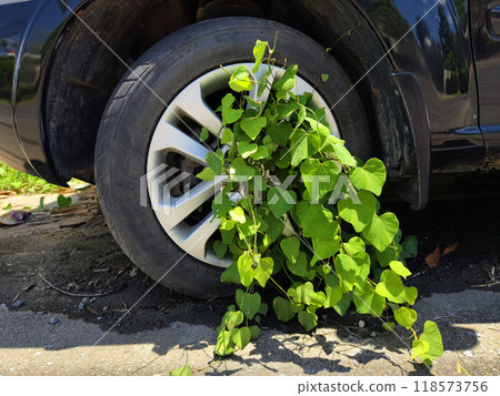 A black car that has a broken tire and is covered with leaves A black car that has a broken tire and is covered with leaves 118573756