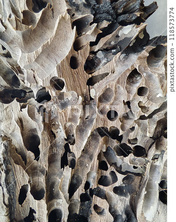 Closeup image showcasing wood that features various holes throughout it 118573774