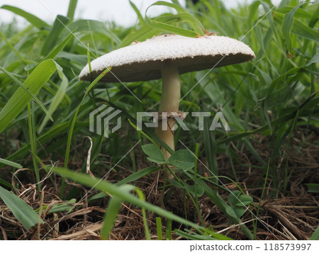 White mushrooms found on the banks of the Arakawa River after a summer rain 118573997