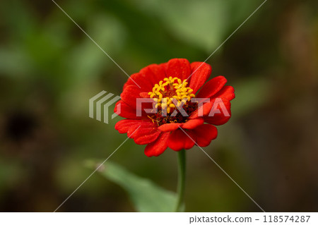 百日草花瓣特寫素材 118574287