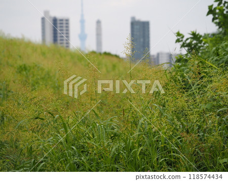 Scenery of the Arakawa riverbed where corn sorghum grows luxuriantly 118574434