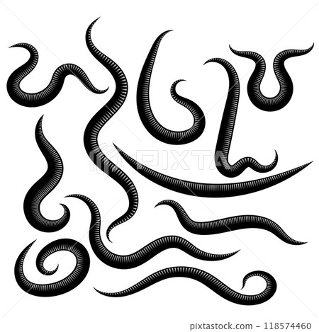 Vector Ascarid, Helminth, Pinworm, Threadworm. Set of Parasite Isolated on White Background Vector Ascarid, Helminth, Pinworm, Threadworm. Set of Parasite Isolated on White Background 118574460