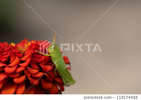 Zinnias in early autumn 118574488