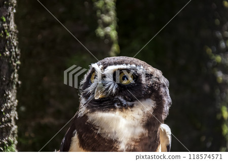 Spectacled owl that looks like it's wearing glasses [Owl family] 118574571