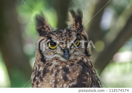 一隻非洲角鴞用亮黃色的虹膜怒視著什麼東西,翅膀在風中搖曳。 一隻非洲角鴞用亮黃色的虹膜怒視著什麼東西,翅膀在風中搖曳。 118574574