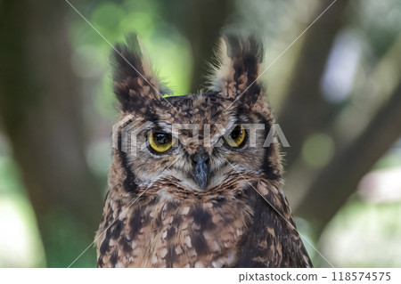 一隻非洲角鴞用亮黃色的虹膜怒視著什麼東西,翅膀在風中搖曳。 一隻非洲角鴞用亮黃色的虹膜怒視著什麼東西,翅膀在風中搖曳。 118574575