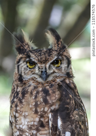 一隻非洲角鴞用亮黃色的虹膜怒視著什麼東西,翅膀在風中搖曳。 一隻非洲角鴞用亮黃色的虹膜怒視著什麼東西,翅膀在風中搖曳。 118574576