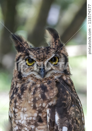 一隻非洲角鴞用亮黃色的虹膜怒視著什麼東西,翅膀在風中搖曳。 一隻非洲角鴞用亮黃色的虹膜怒視著什麼東西,翅膀在風中搖曳。 118574577