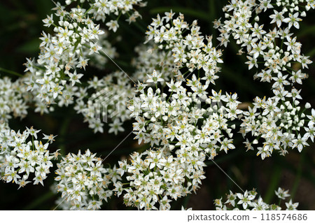 White Chinese chive flowers blooming in early autumn 118574686