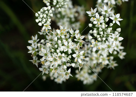 White Chinese chive flowers blooming in early autumn White Chinese chive flowers blooming in early autumn 118574687