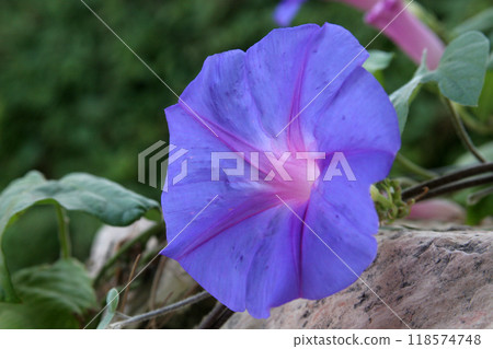 Morning glory plants produce attractive funnel-shaped blossoms of various shades, the garden of the Benedictine Monastery of Zion in Jerusalem, Israel Morning glory plants produce attractive funnel-shaped blossoms of various shades, the garden of the Benedictine Monastery of Zion in Jerusalem, Israel 118574748