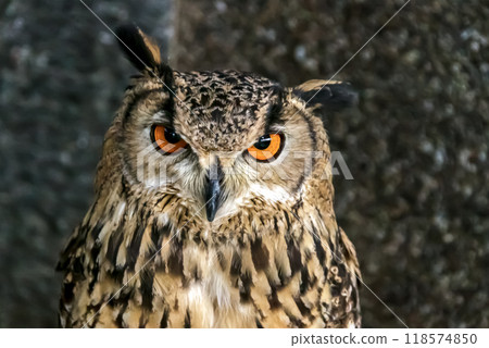 孟加拉雕鴞 [貓頭鷹] 用無所畏懼的眼睛盯著某物 118574850