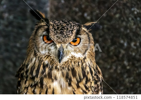 孟加拉雕鴞 [貓頭鷹] 用無所畏懼的眼睛盯著某物 118574851