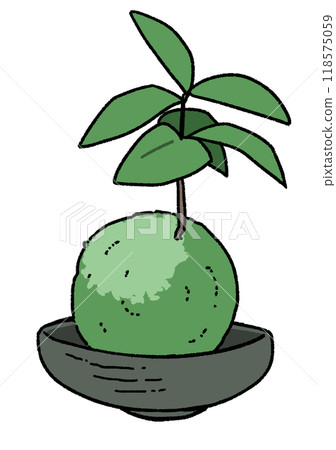 Kokedama 118575059