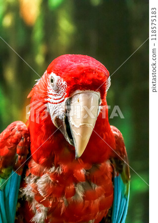 Red-and-green macaw features 118575183