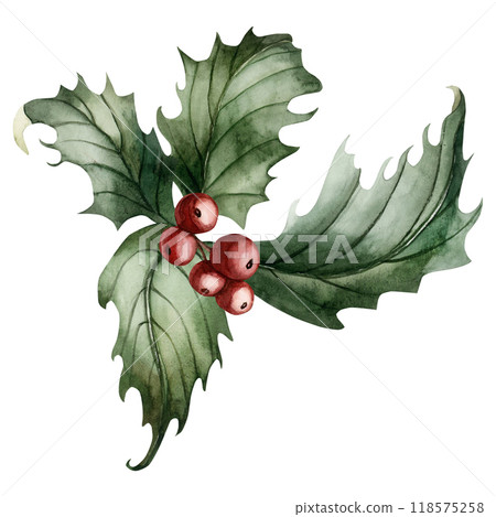 Holly Branch with leaves and red berries. Traditional Christmas plant. Watercolor floral illustration hand painted isolated on white background for winter holiday design, cards, invintation, prints Holly Branch with leaves and red berries. Traditional Christmas plant. Watercolor floral illustration hand painted isolated on white background for winter holiday design, cards, invintation, prints 118575258