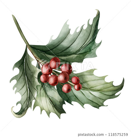 Holly Branch with leaves and red berries. Traditional Christmas plant. Watercolor floral illustration hand painted isolated on white background for winter holiday design, cards, invintation, prints 118575259