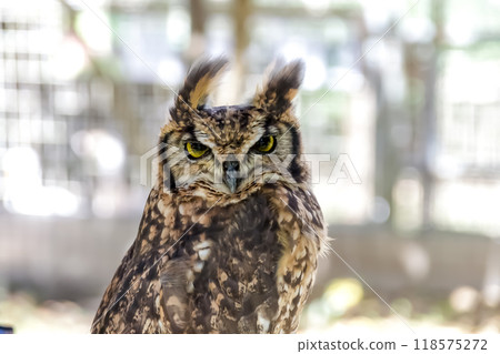 An African eagle owl's feathers flutter in the wind, glaring at something with its bright yellow irises. 118575272
