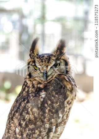 一隻非洲角鴞用亮黃色的虹膜怒視著什麼東西,翅膀在風中搖曳。 一隻非洲角鴞用亮黃色的虹膜怒視著什麼東西,翅膀在風中搖曳。 118575273