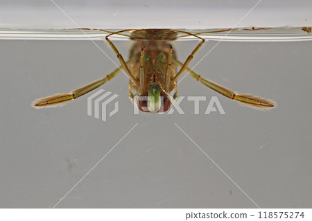 松甲蟲 Notonecta triguttata 松甲蟲 Notonecta triguttata 118575274