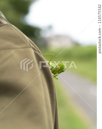 A praying mantis stuck to its back A praying mantis stuck to its back 118575582