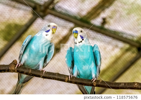 Two female budgerigars of the Budgerigar genus of the Parakeet family 118575676