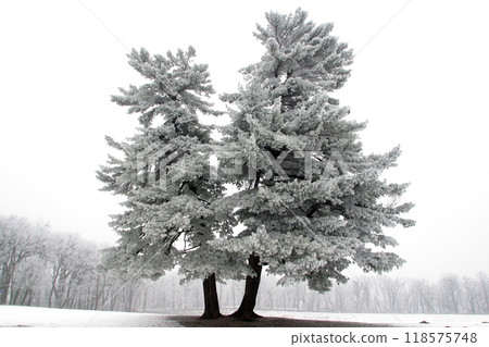 Snowy tree, alone in the snowy field 118575748