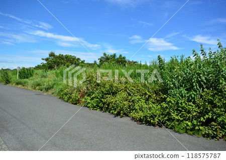 八王子市淺川岸的夏日天空 八王子市淺川岸的夏日天空 118575787