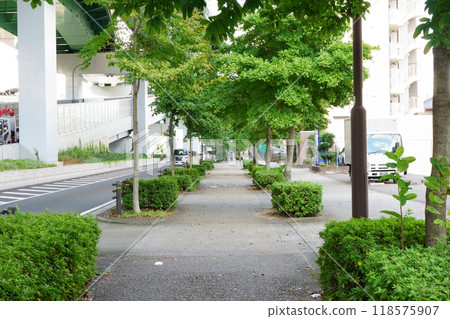 Sidewalk with street trees 118575907