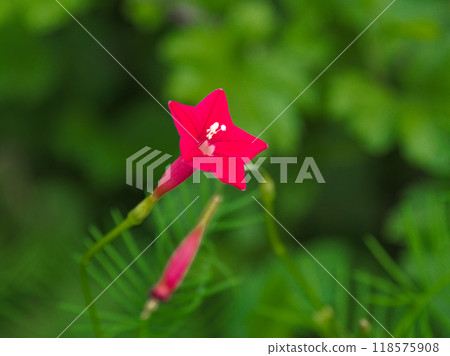 Red flowers of Lycoris monadelpha, Convolvulaceae 118575908