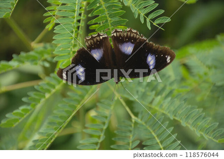 竹富島蝴蝶風景 竹富島蝴蝶風景 118576044