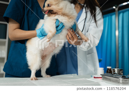 Examine the veterinarian's breath in work clothes, listen to the breath of a small dog, veterinary clinic, pet care concept. 118576204