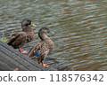 A duck resting by the pond 118576342