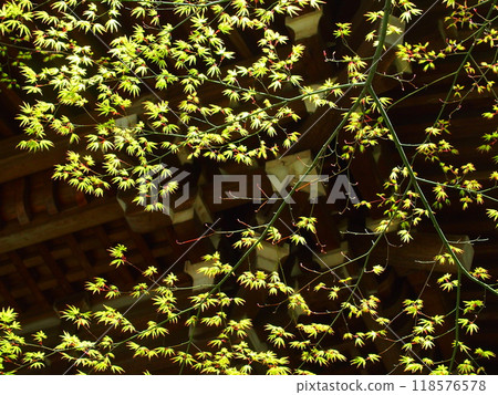 春天寺門旁的藍楓 春天寺門旁的藍楓 118576578