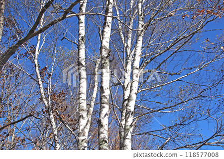 Senjogahara Nature Study Trail (Odashirogahara) in late autumn [Nikko City, Tochigi Prefecture] 118577008