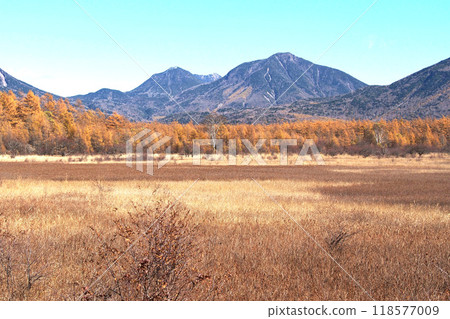 Senjogahara Nature Study Trail (Odashirogahara) in late autumn [Nikko City, Tochigi Prefecture] 118577009
