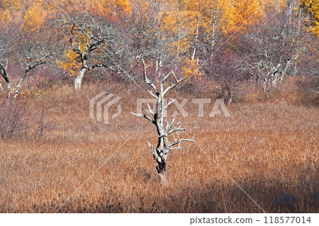 深秋戰場原自然研究路線（小田代原）[栃木縣日光市] 118577014