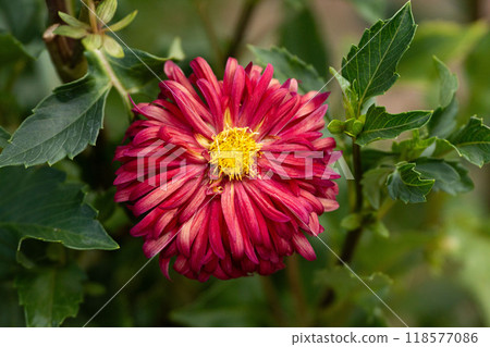 大麗花,早秋花 大麗花,早秋花 118577086