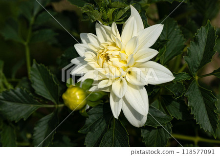 大麗花，早秋花 118577091